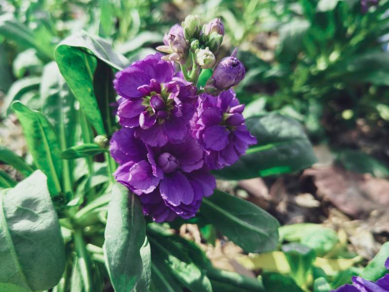 紫罗兰绽放花园图片