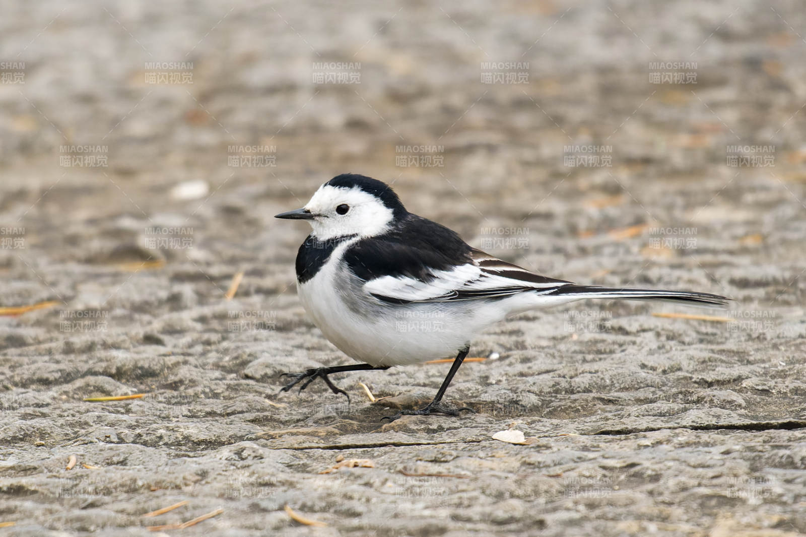 白鹡鸰在沙滩上图片
