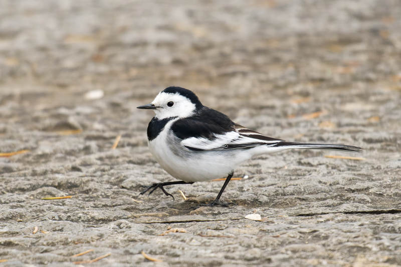 白鹡鸰在沙滩上图片