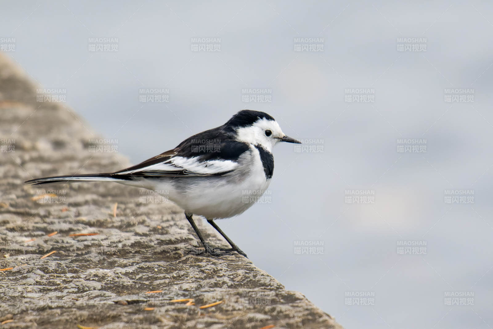 白鹡鸰栖息石上图片