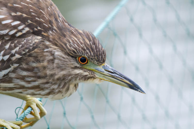 夜鹭侧影特写图片