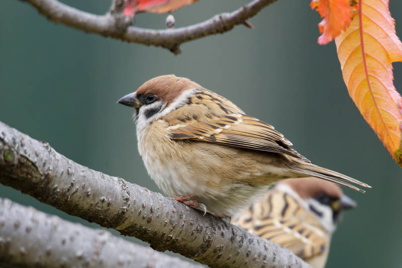 麻雀栖枝秋叶旁图片