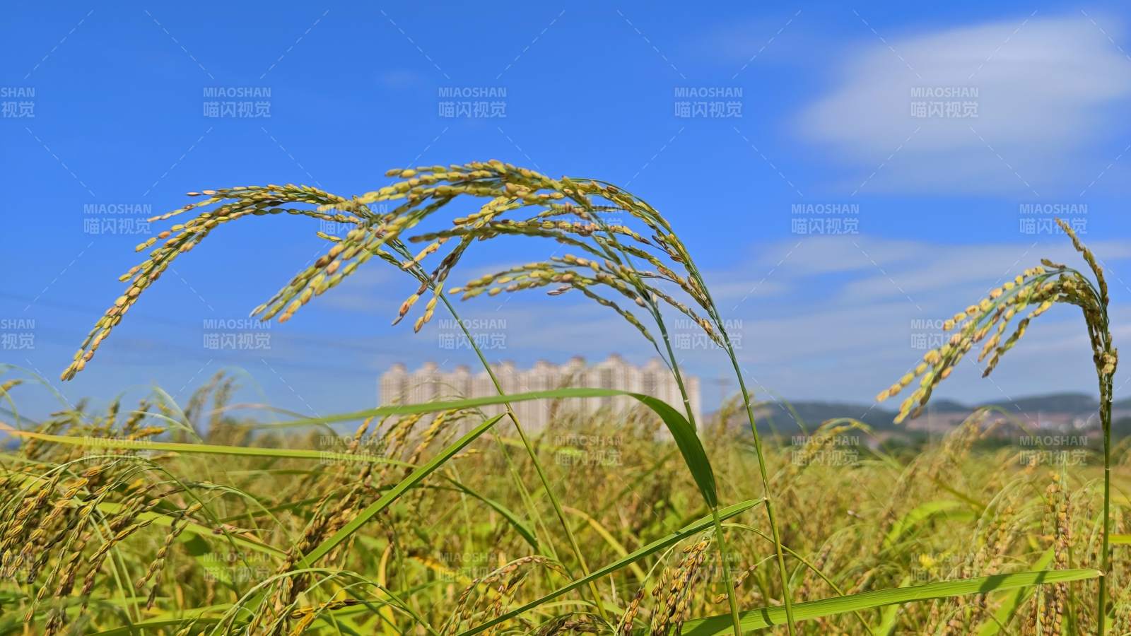 金秋稻田风光 东兴市 楠木山村图片
