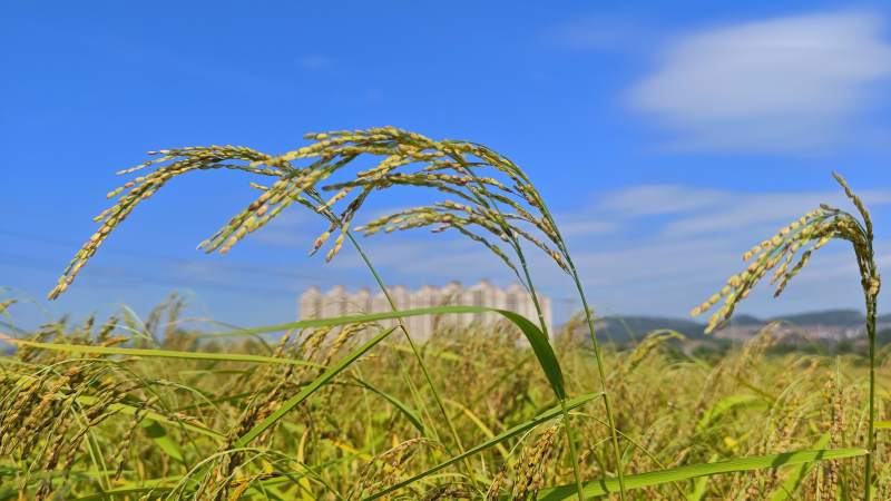 金秋稻田风光 东兴市 楠木山村图片