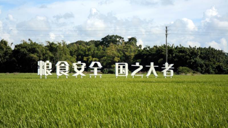 粮食安全 国之大者 东兴市 竹山镇图片