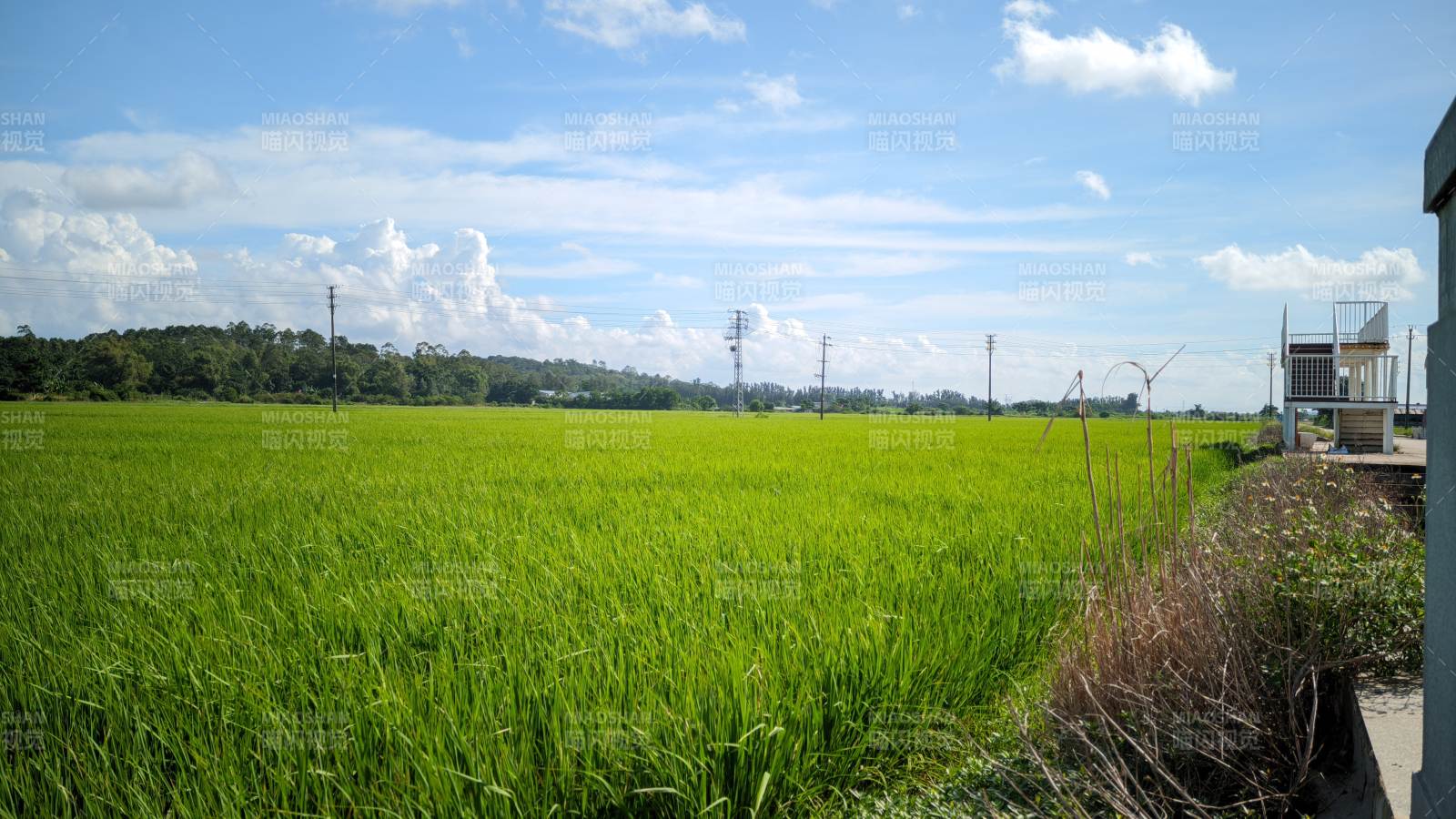 绿野蓝天 田园风光 东兴市郊图片