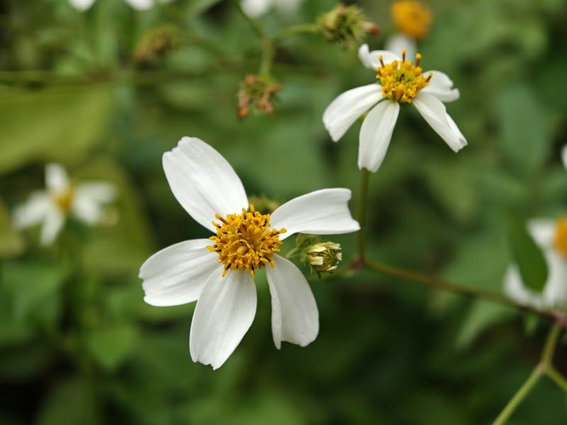 小白花绽放枝头图片