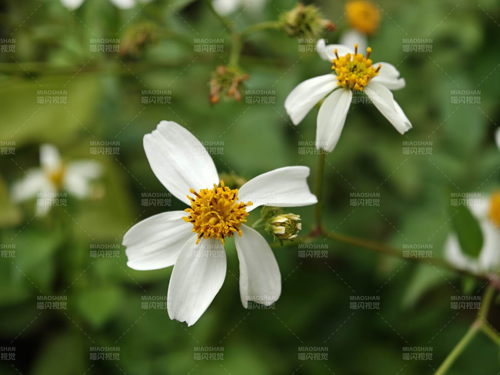 小白花绽放枝头图片