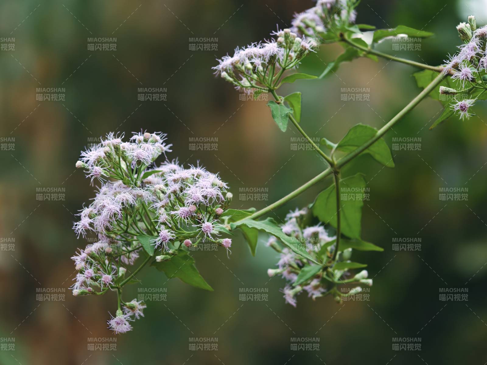 紫花飞蓬绽放枝头图片