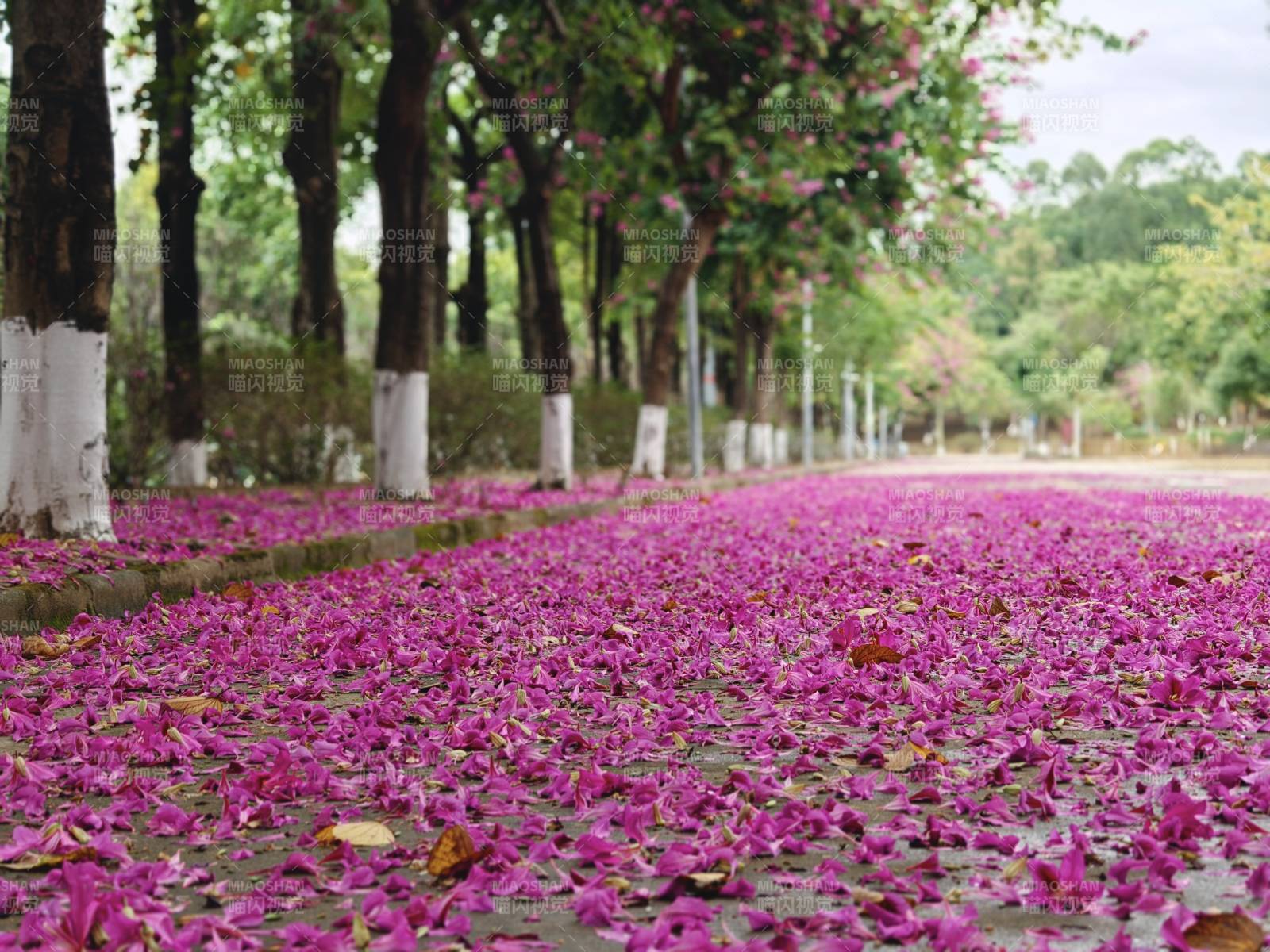 花海铺满林荫道图片