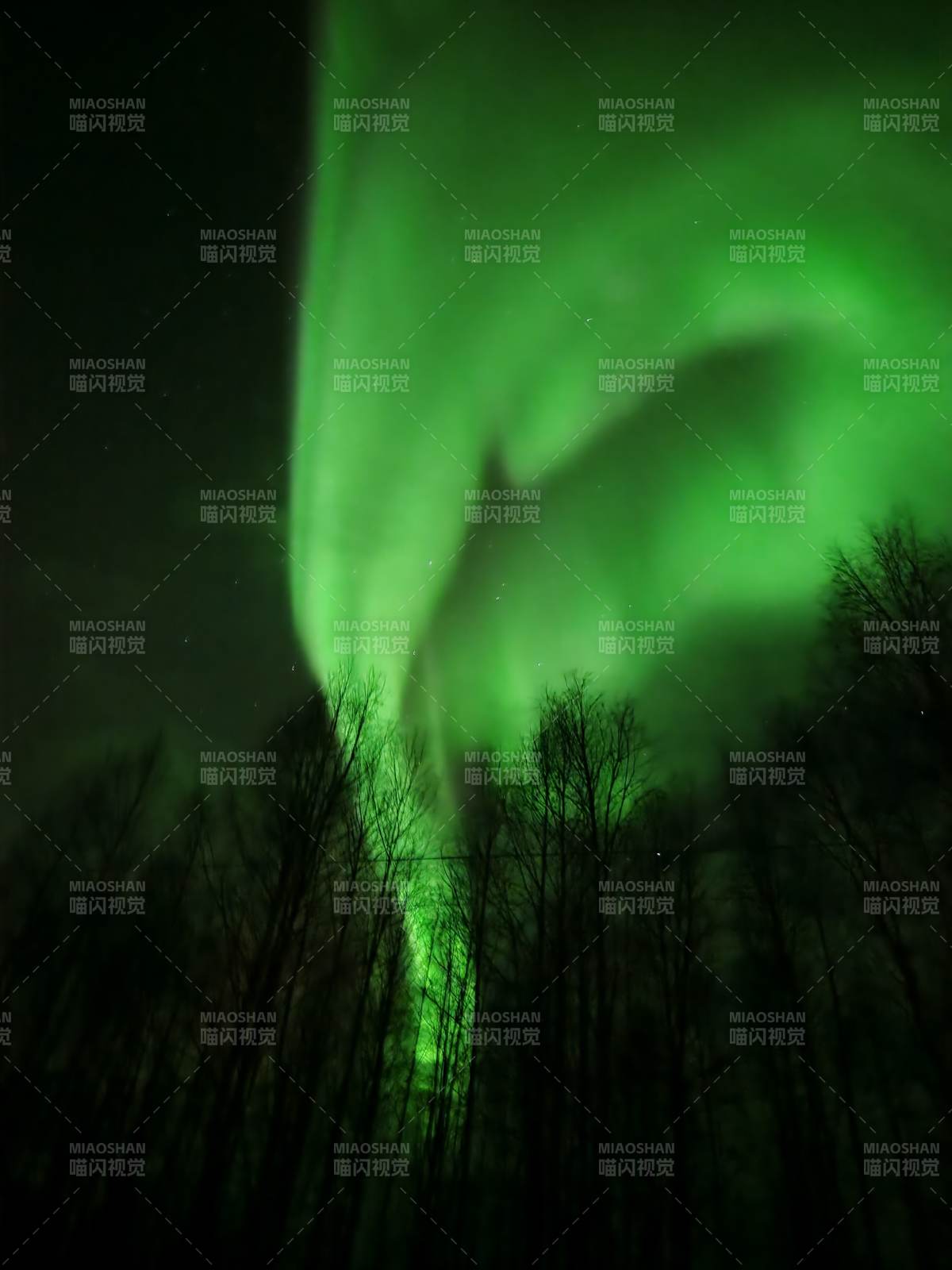 拉普兰极光映林夜景图片