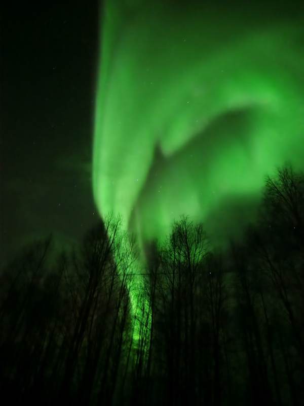 拉普兰极光映林夜景图片