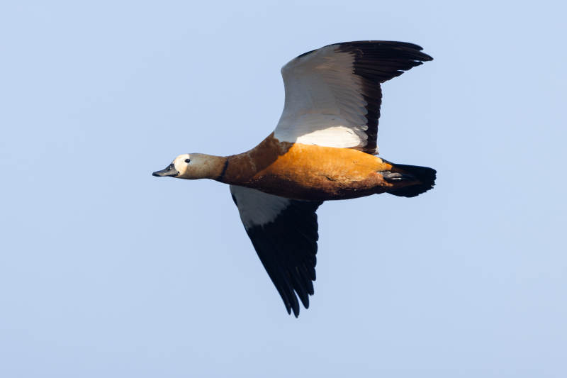 飞翔的鸭子图片