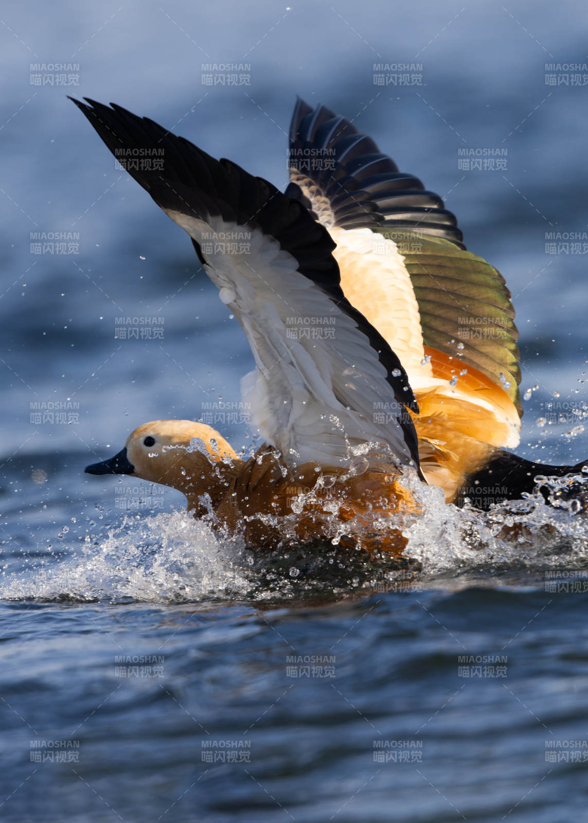 鸭振翅破水图片