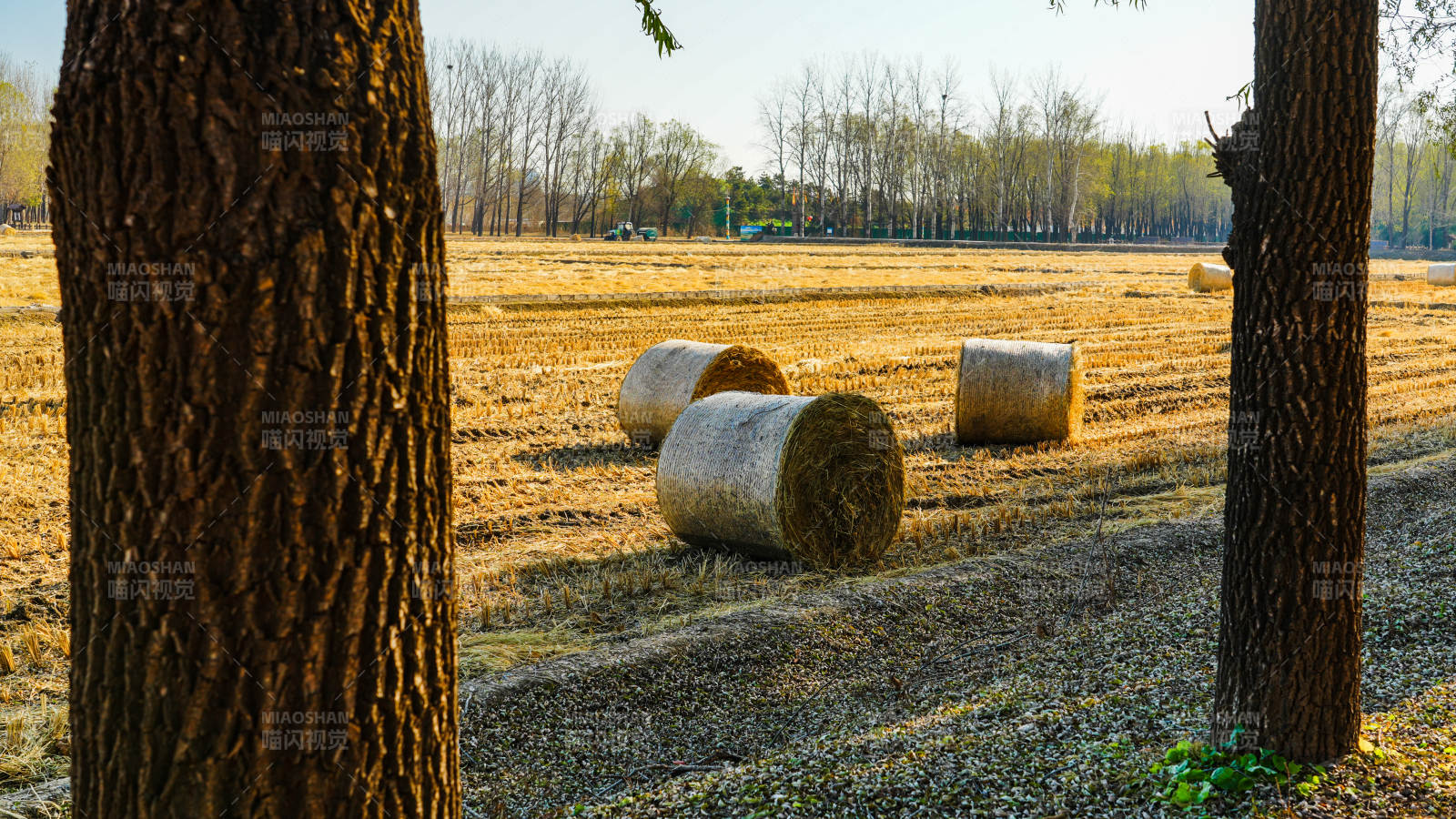 田野中的干草卷图片