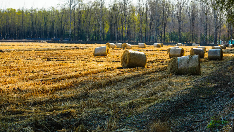 金秋麦田草垛图片