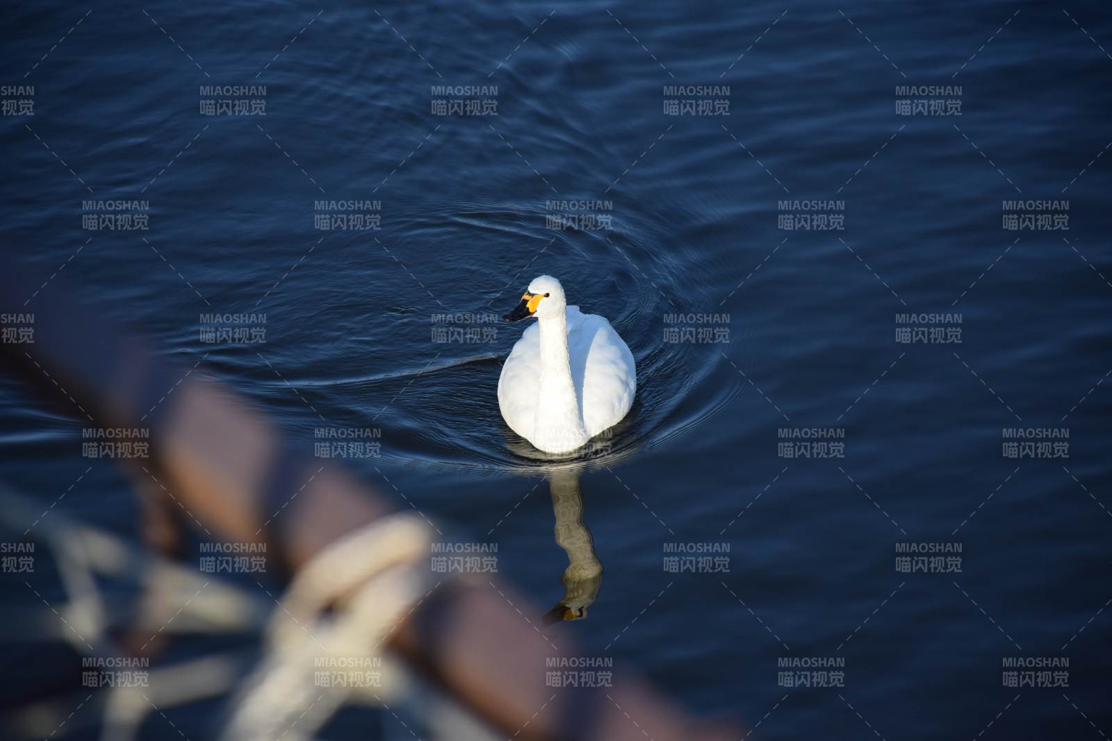 湖中白鹅静游图片