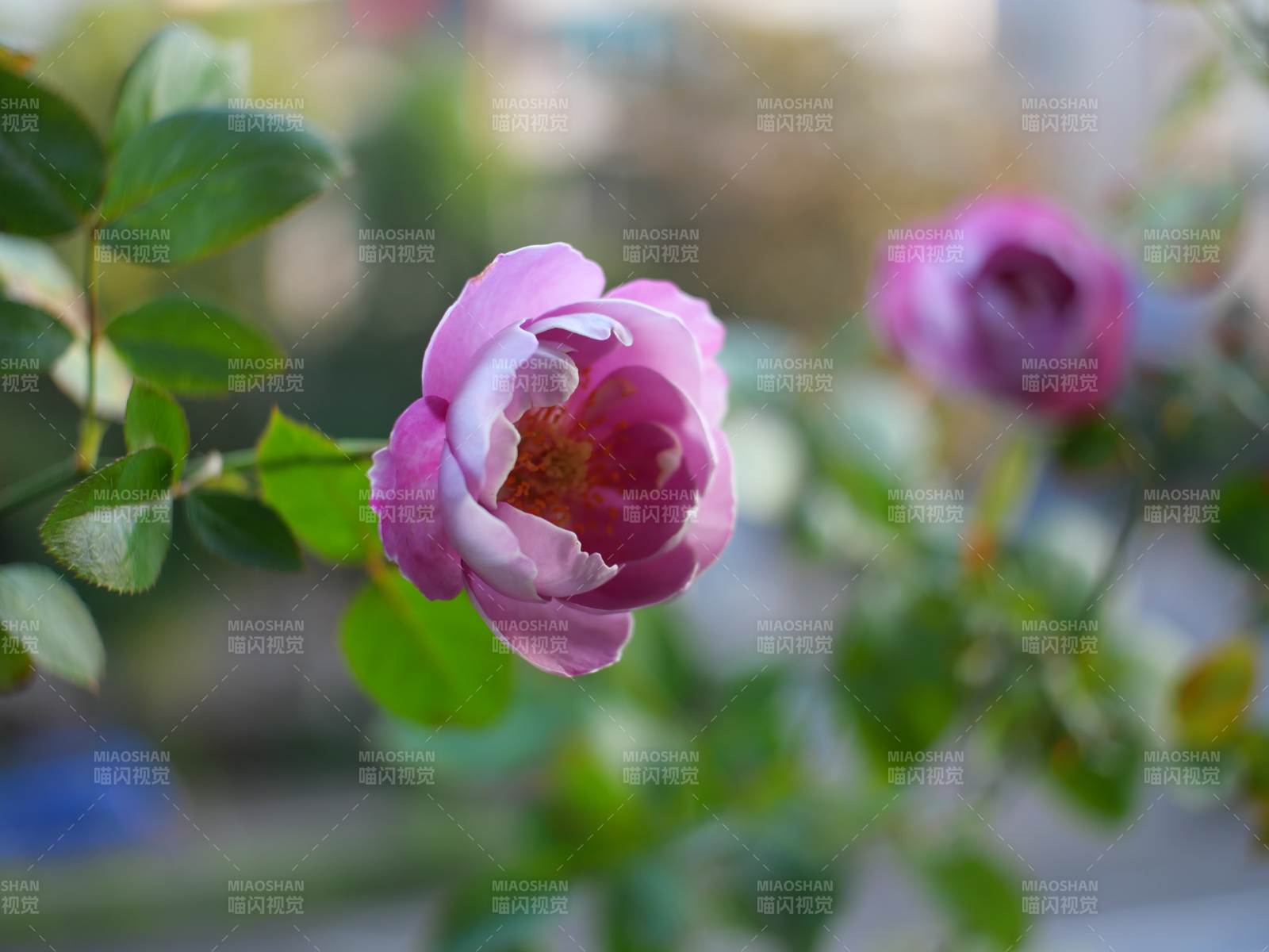 粉玫瑰绽放 羊脂香水 月季图片