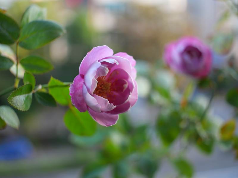 粉玫瑰绽放 羊脂香水 月季图片