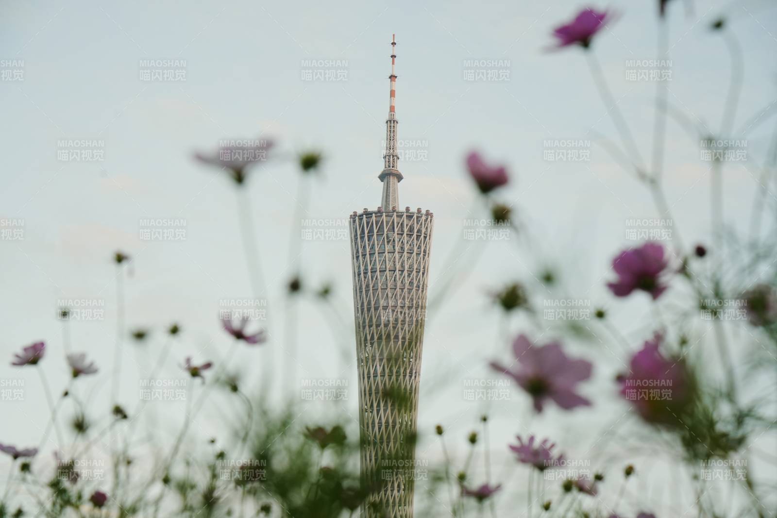 广州塔小蛮腰前的花影图片