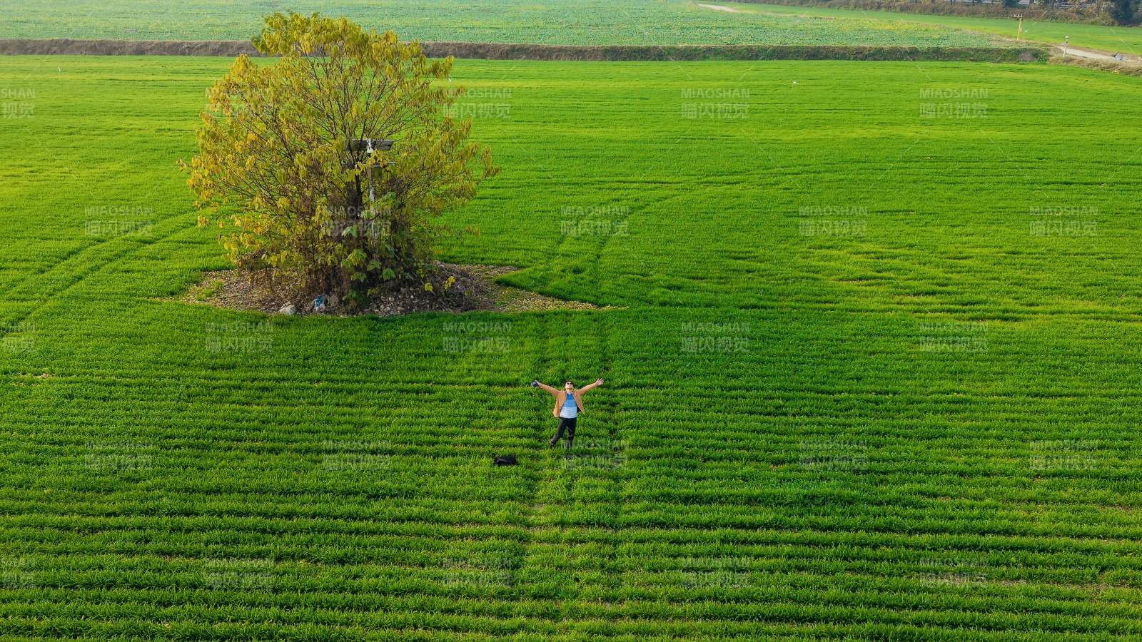 绿野孤树人影图片