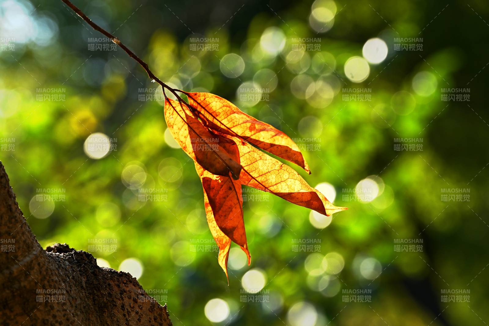 秋叶映光图片