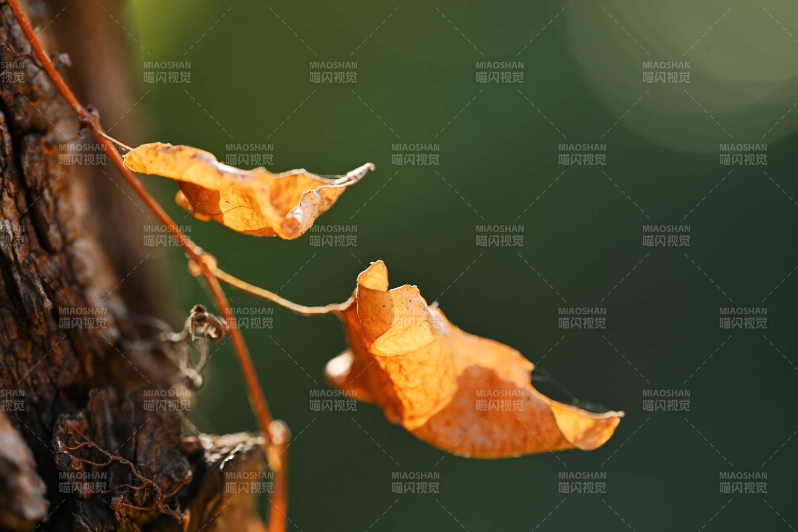 秋叶轻挂树梢图片