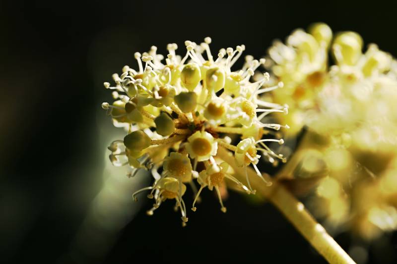 花簇微光绽放图片