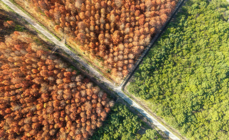 秋林交界航拍图图片