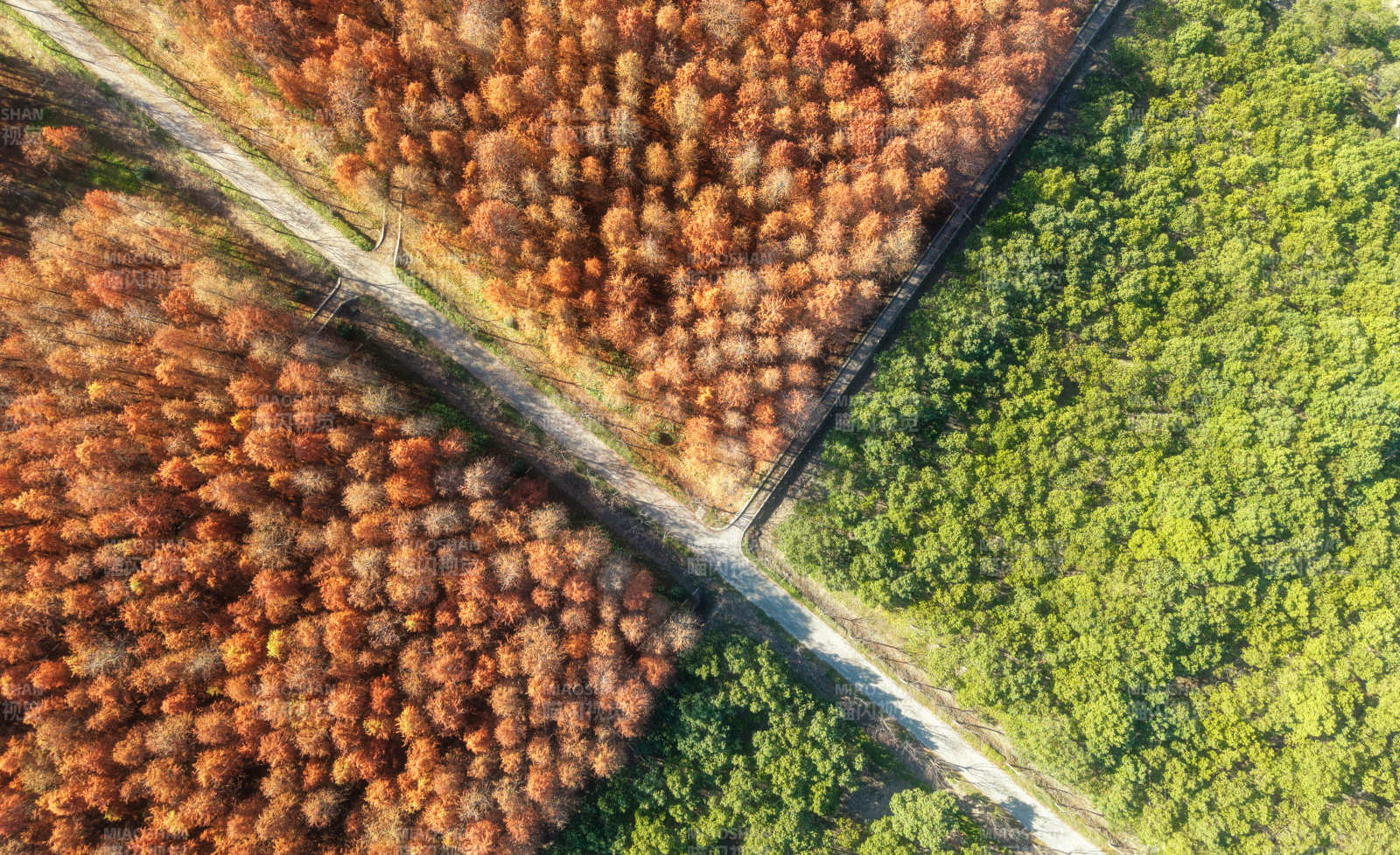 秋林交界航拍图图片