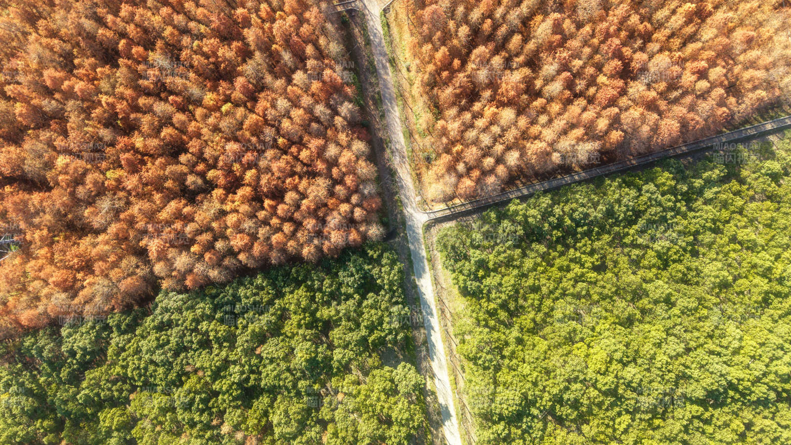 秋林绿野交相映图片