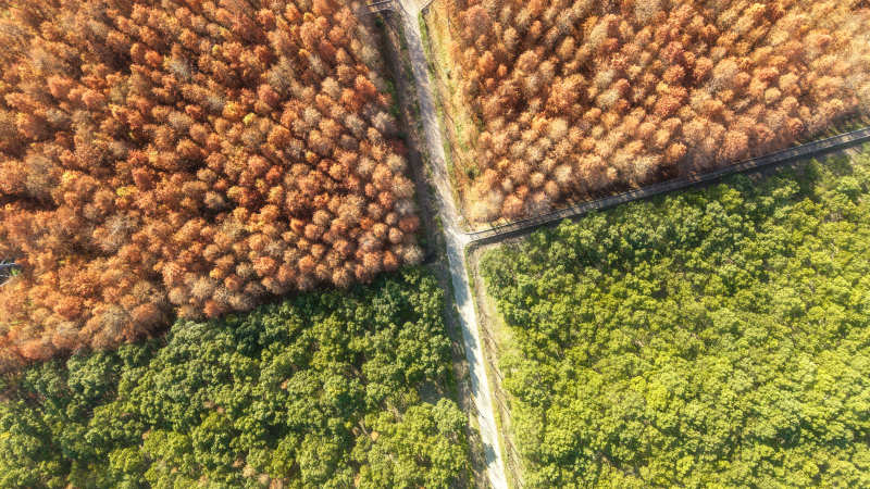 秋林绿野交相映图片