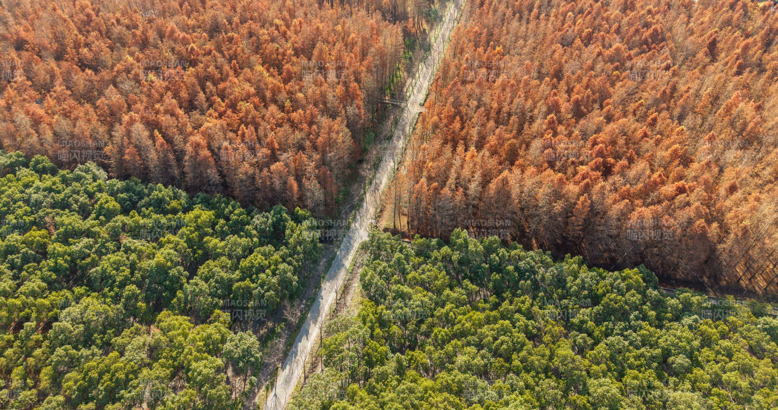 森林分界线图片