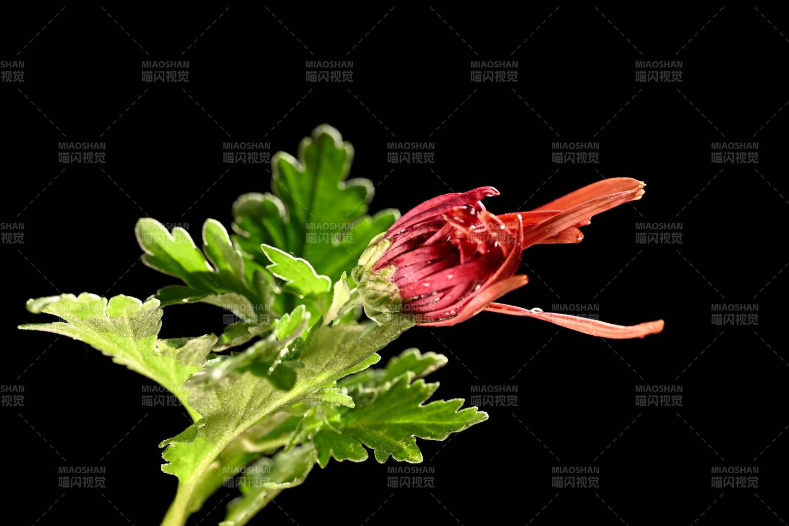 红花绿叶映黑背景图片