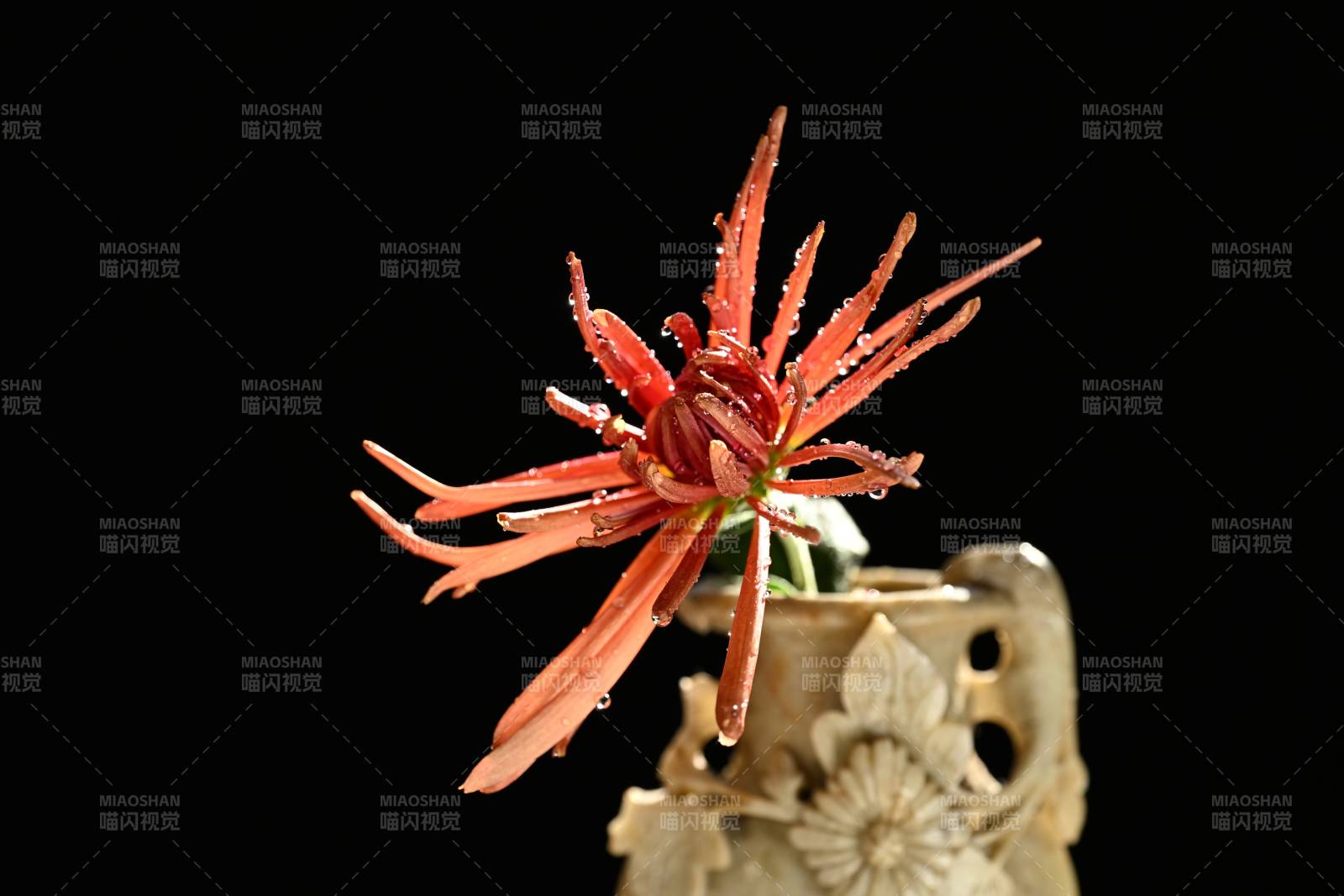 古玉瓶中的红菊插花图片