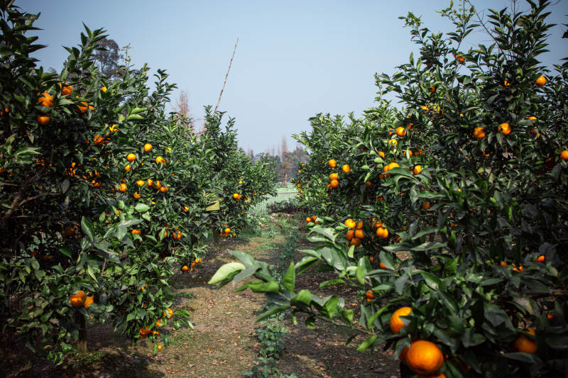 橙园丰收景象图片
