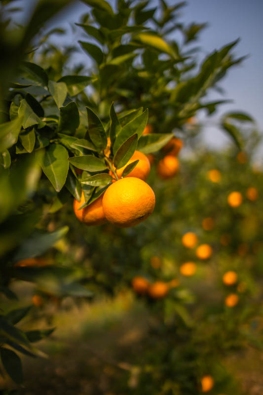 橙园丰收景象图片