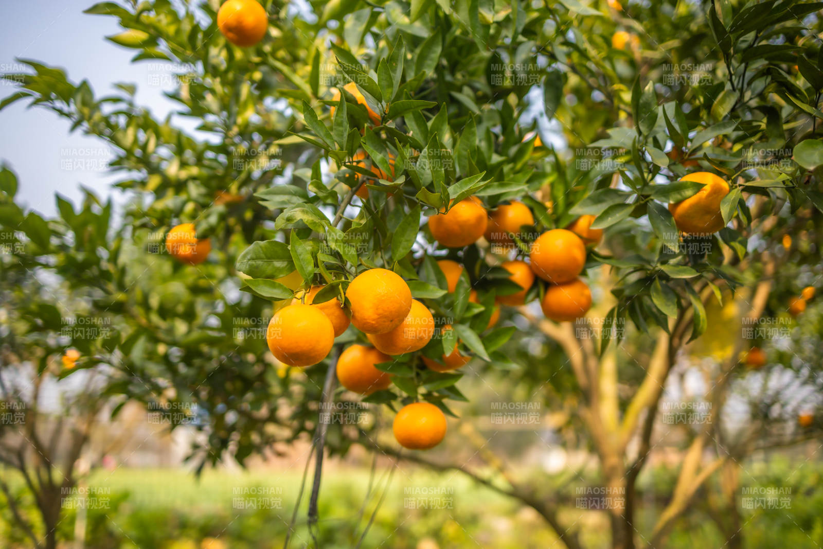 橙子挂满枝头图片