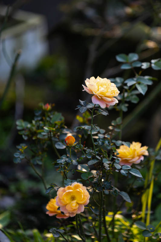 橙色果汁阳台在冬日里开放图片