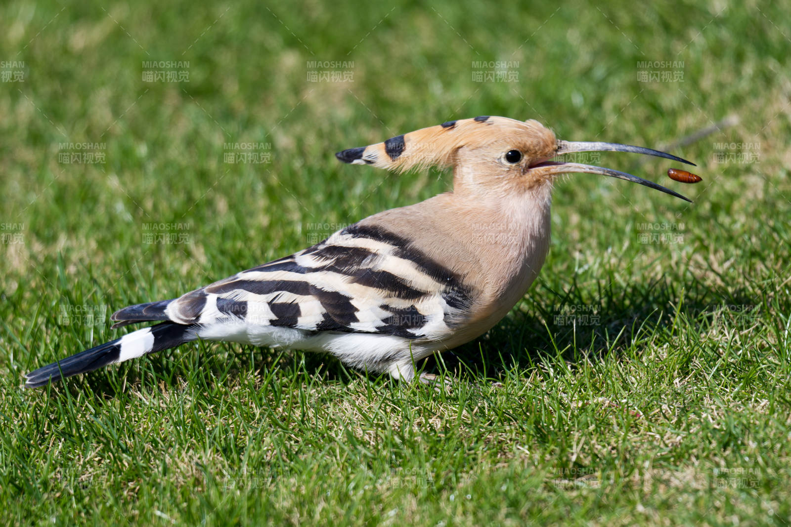 戴胜鸟捕食瞬间图片