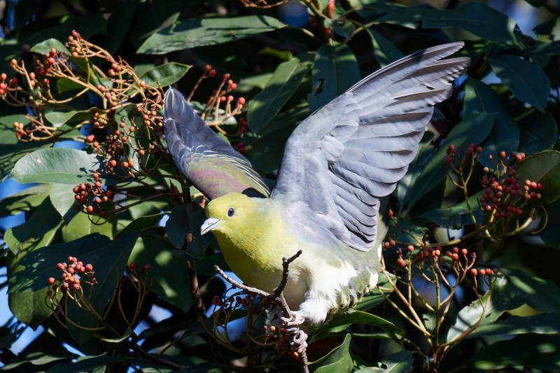 红翅绿鸠展翅栖枝头图片