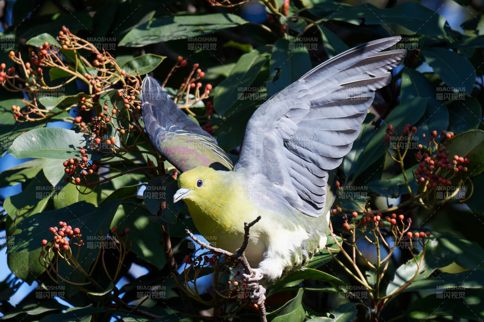 红翅绿鸠展翅栖枝头图片