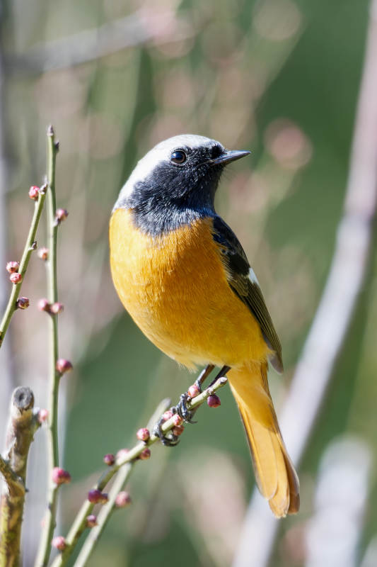 北红尾鸲栖枝图片