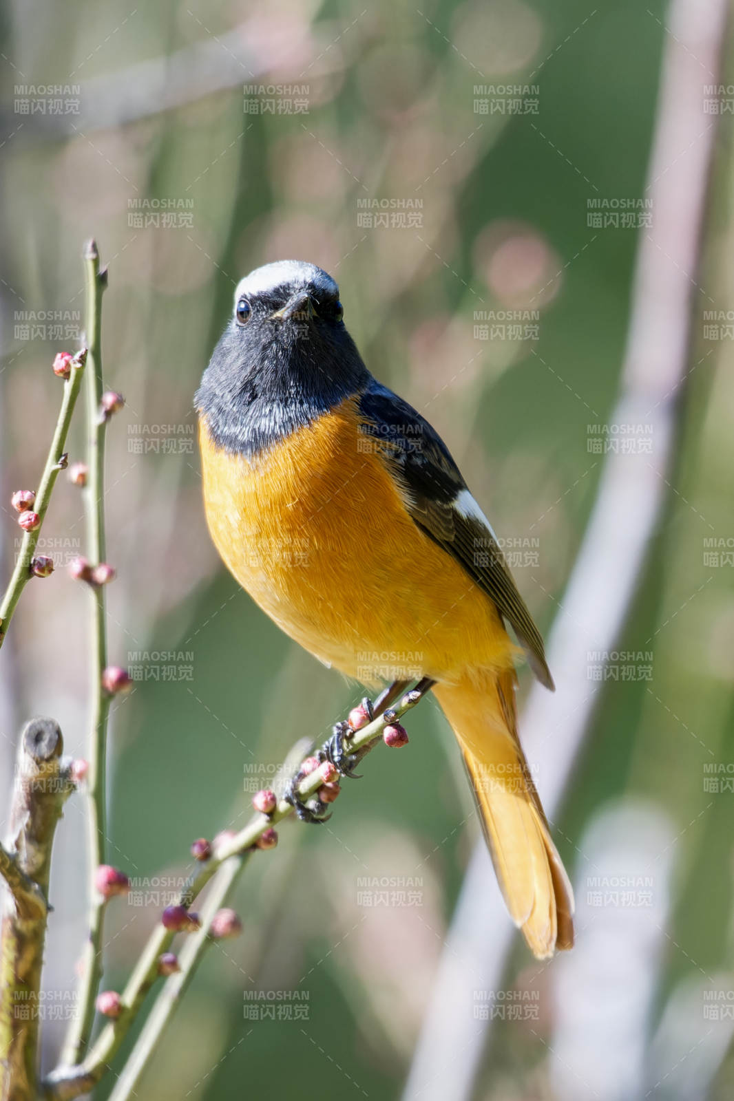 北红尾鸲栖枝图片