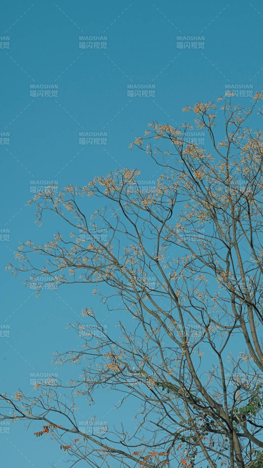 枝头初绽迎春光图片