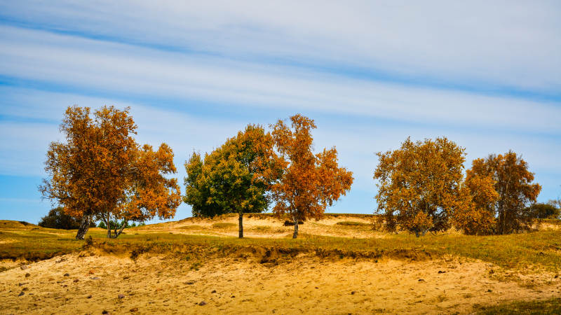 乌兰布统秋日林地风光图片
