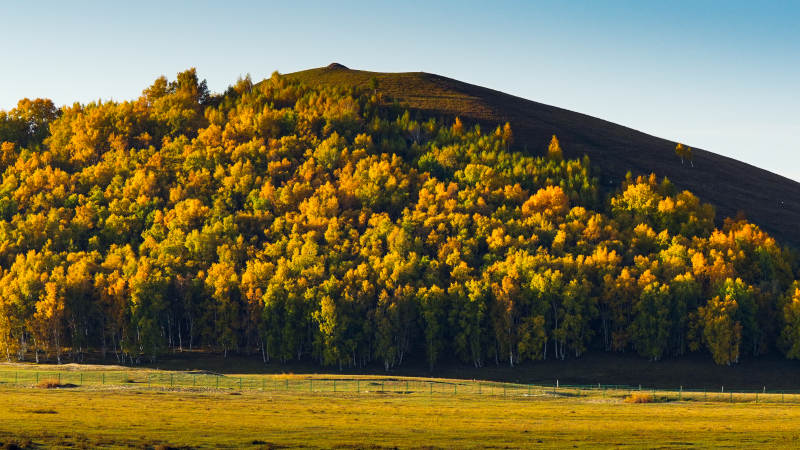 乌兰布统秋山金林图片