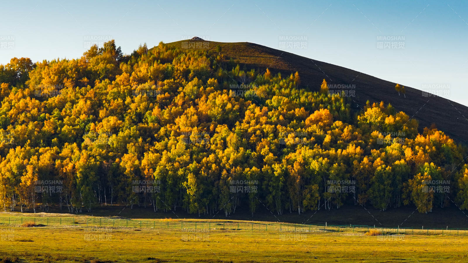 乌兰布统秋山金林图片