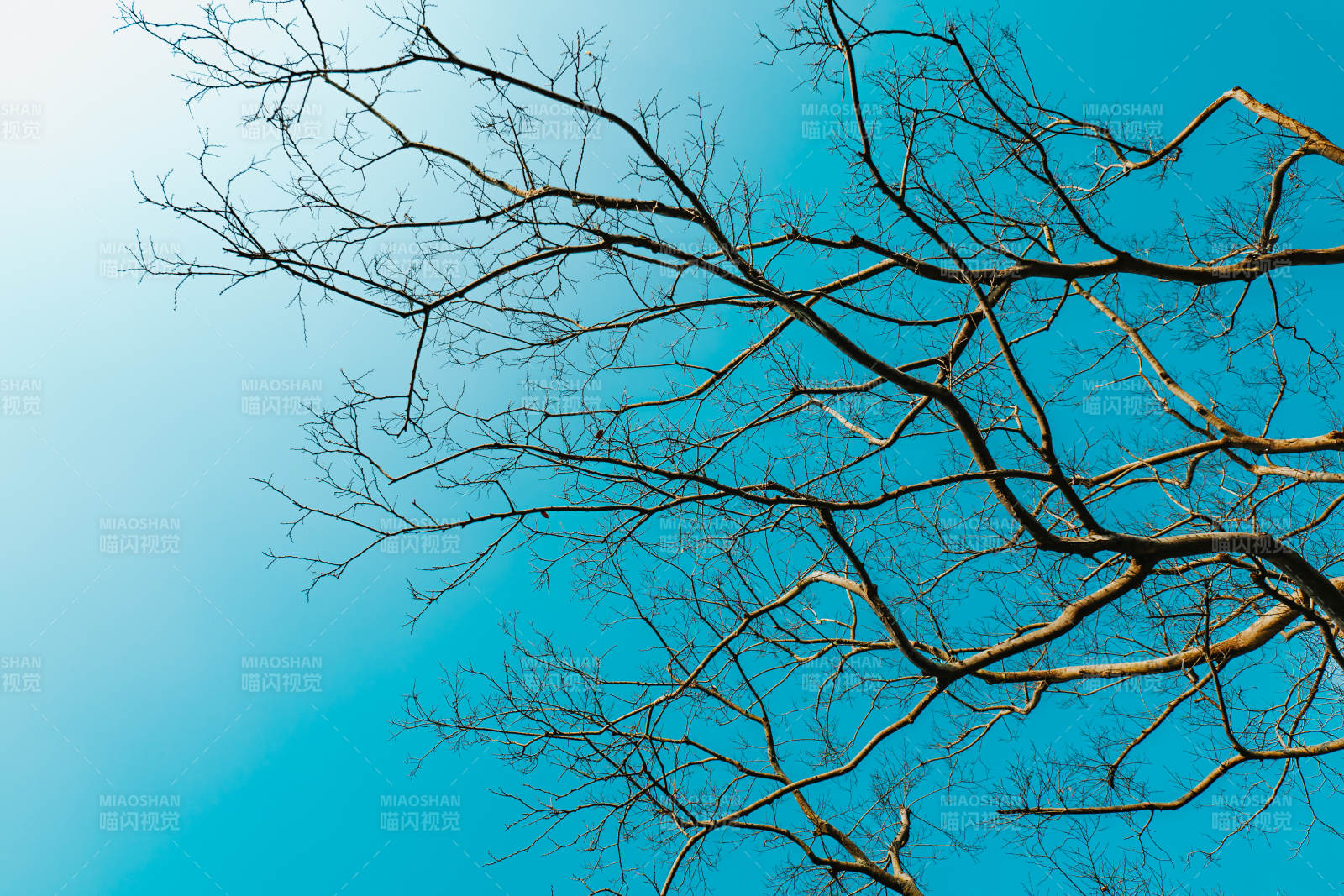 枝干映蓝天图片