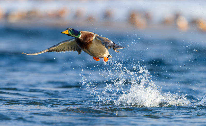 鸭子起飞瞬间图片